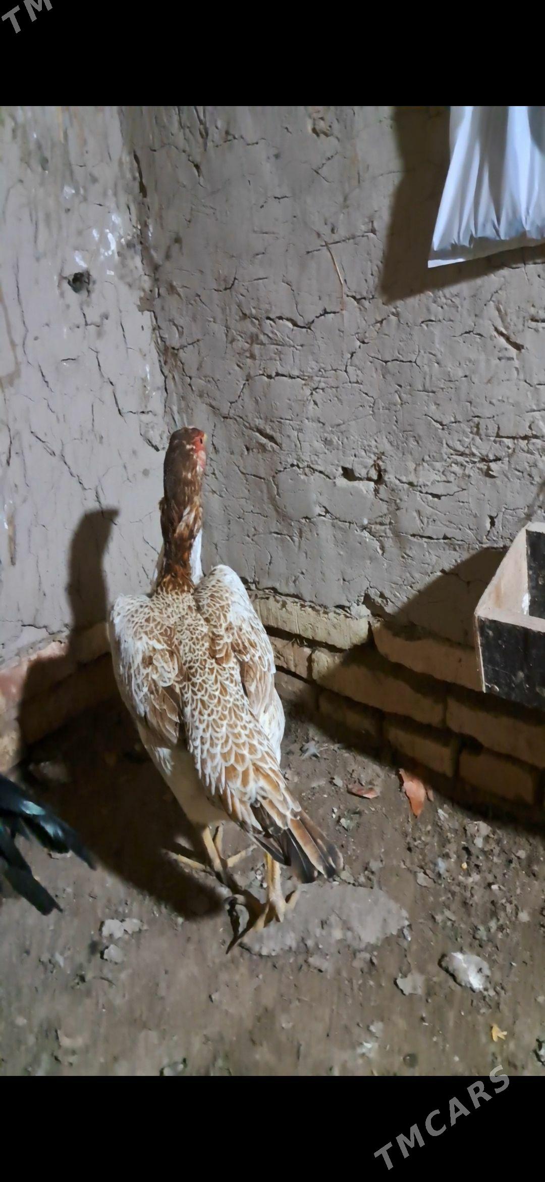 йумуртга - Шабатский этрап - img 1