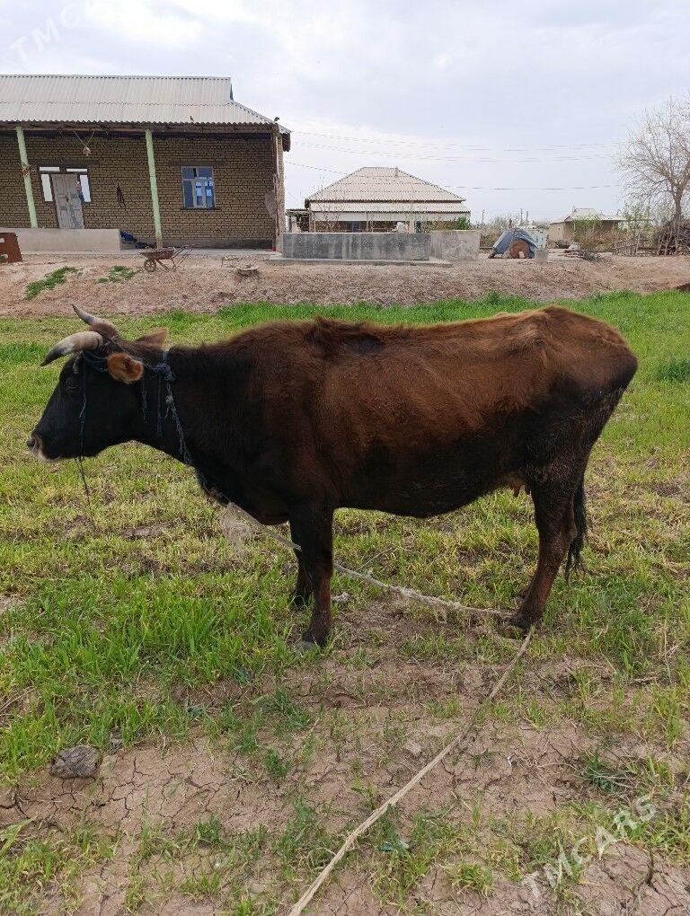 goleli sygyr - Бабадайхан - img 1