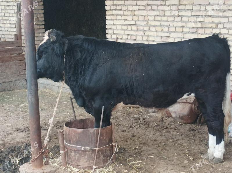 BAKYLGY ALA ÖKÜZ - Gökdepe - img 1