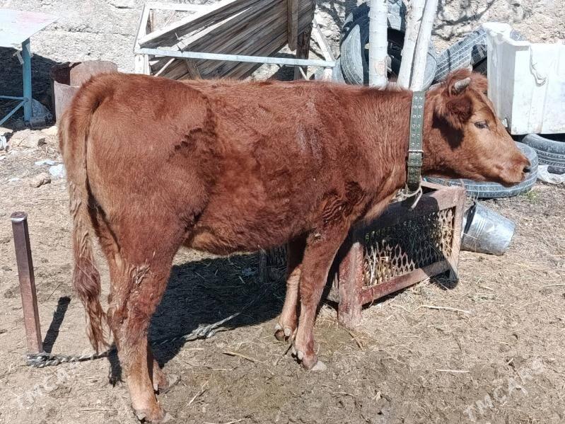 tuwe - Ашхабад - img 1