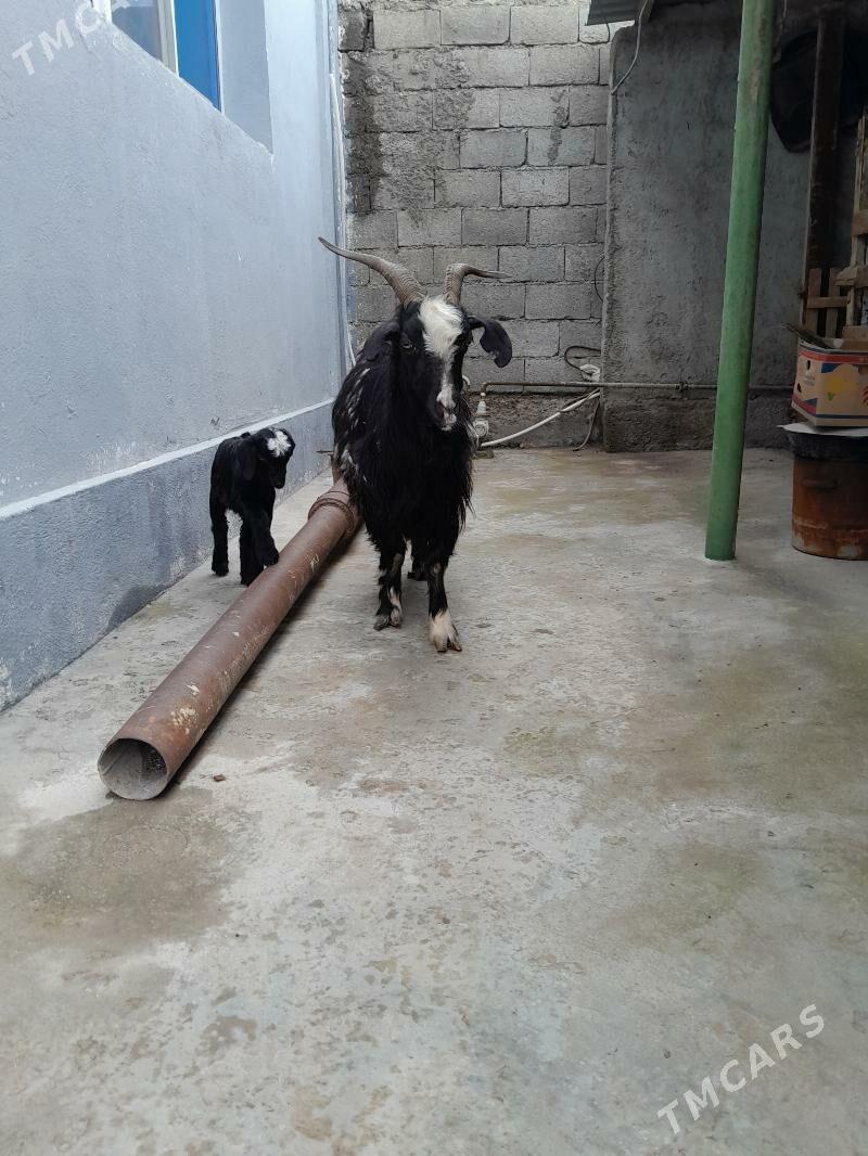 owlakly geci - Garadamak - img 1