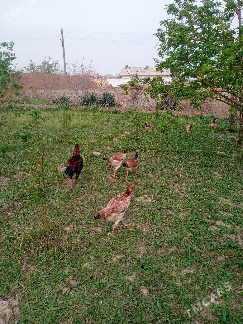 baýsy ýumurka - Türkmengala - img 1