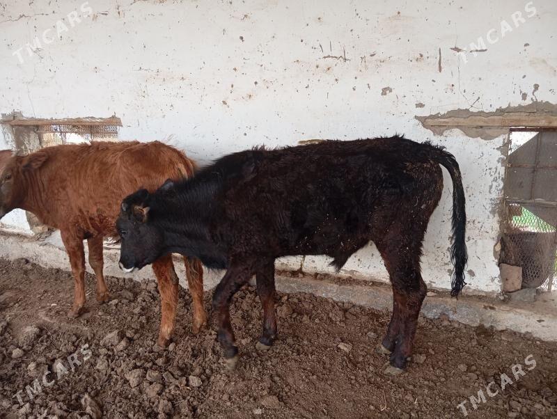 okuz - Векильбазар - img 1