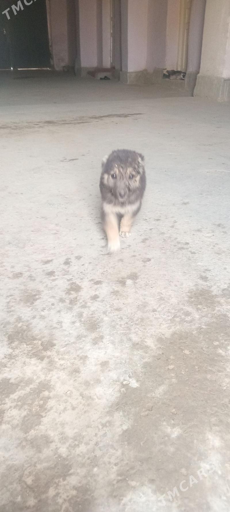 Garahan - Дянев - img 1