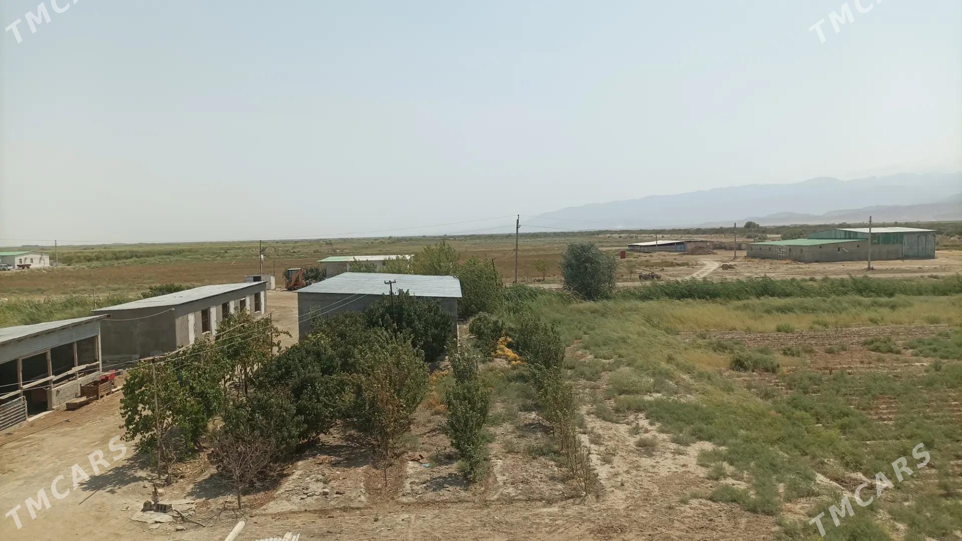 SATLYK MULK YERLER OMURLYK DOW - Aşgabat - img 1