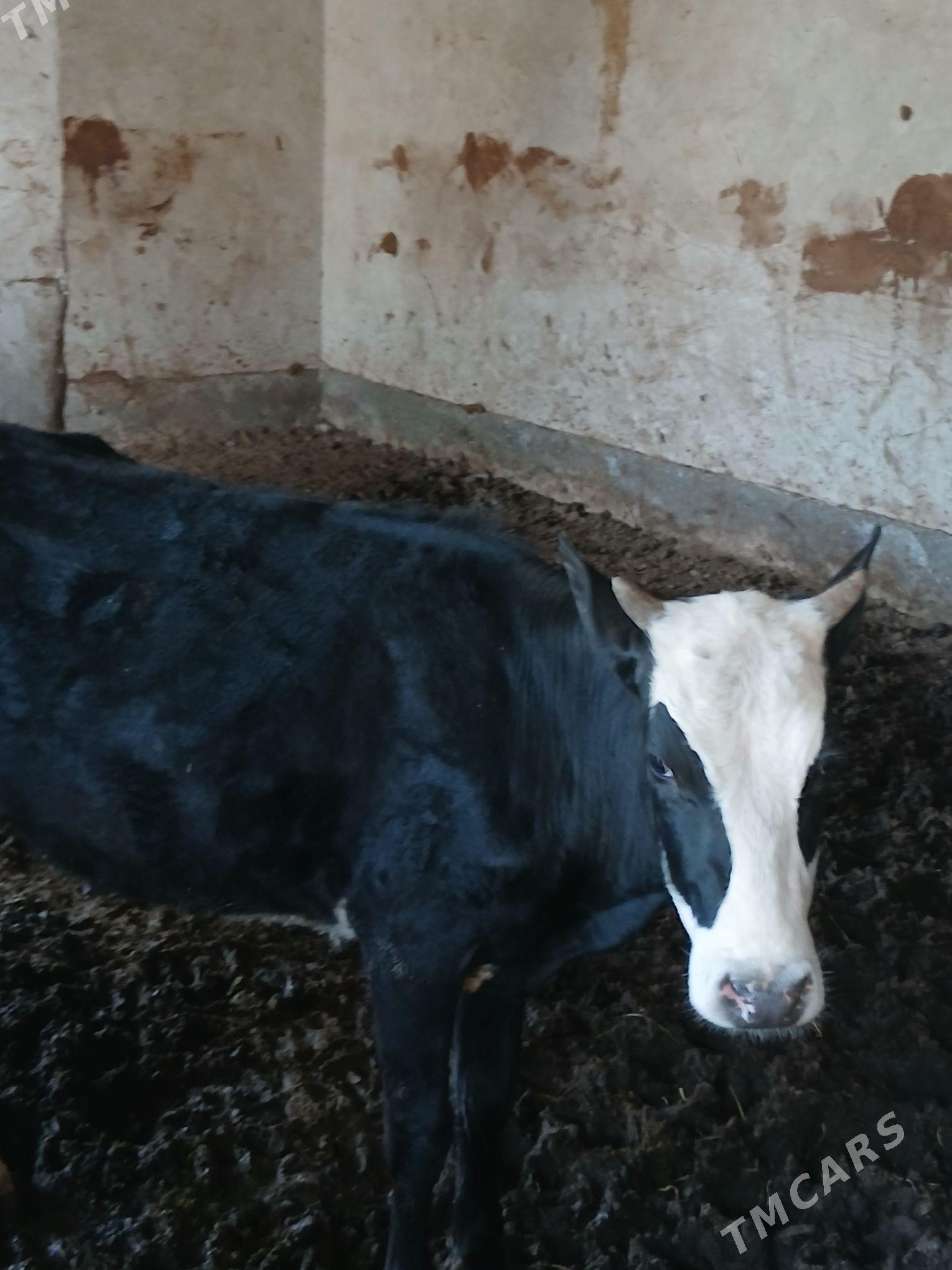 unajınlar - Dänew - img 1