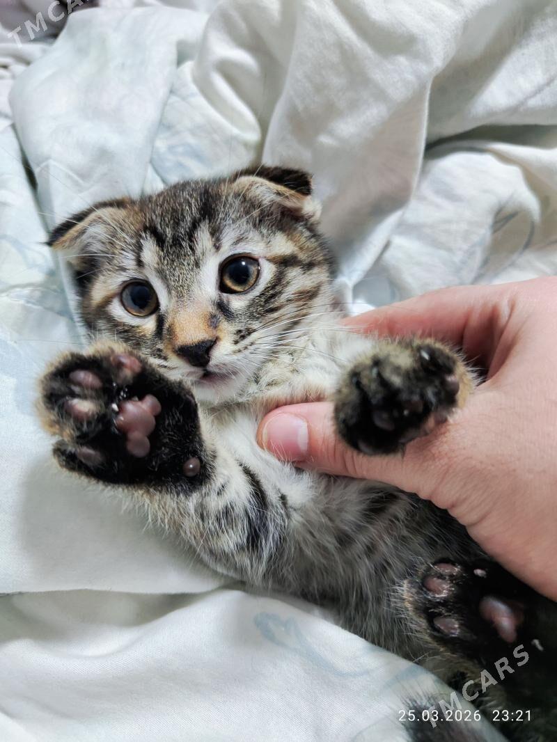 vislauhiy pisik - Aşgabat - img 1