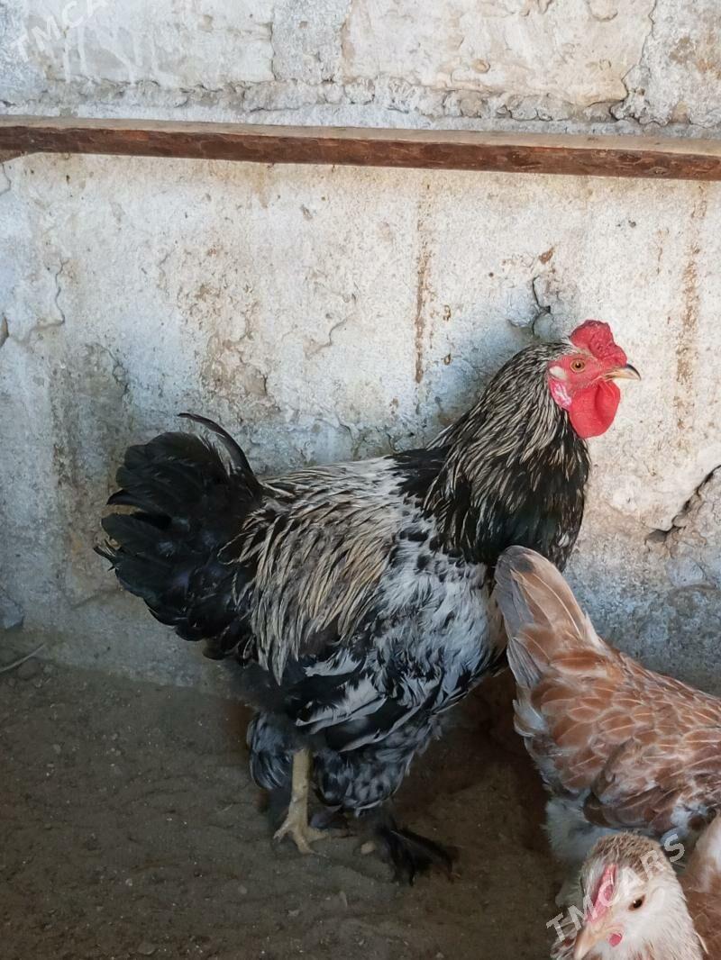 Brama horaz - Гумдаг - img 1