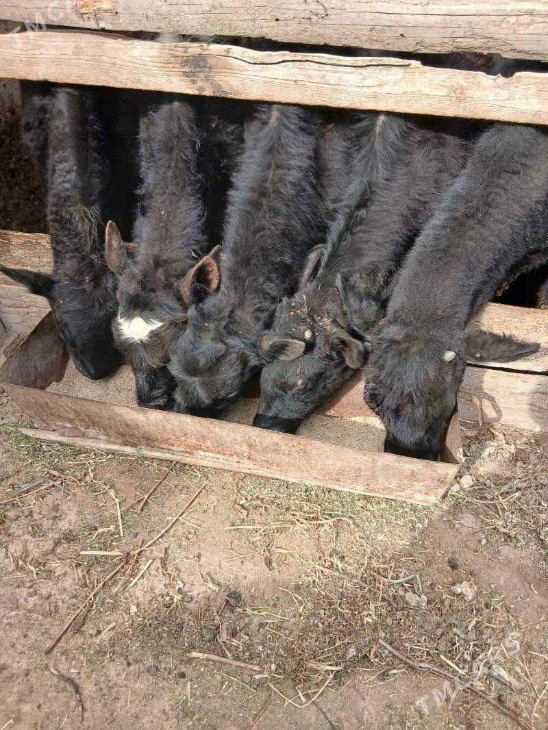 unajınlar paroda - Dänew - img 1