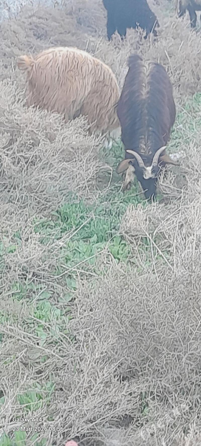 cewis - Bäherden - img 1