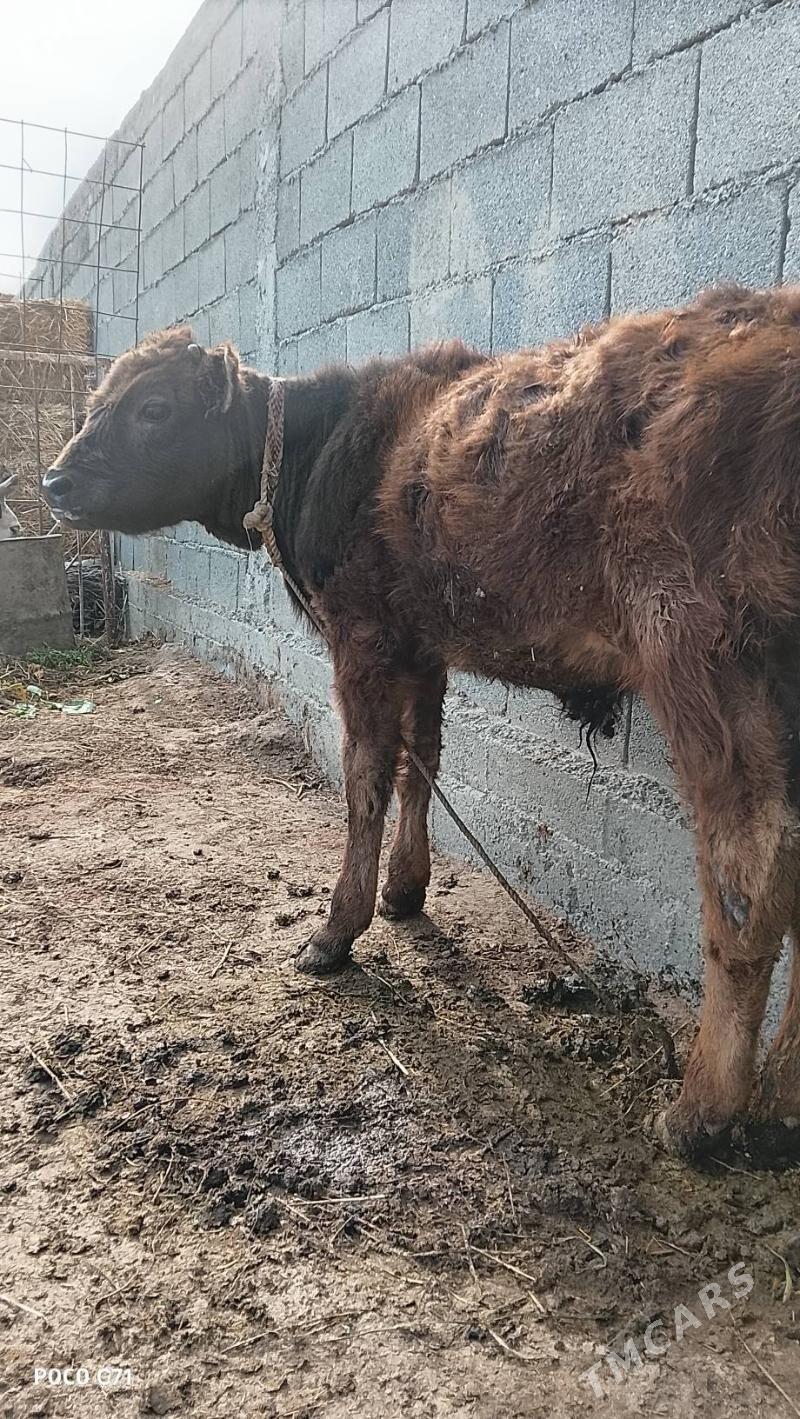 Gole - Гёкдепе - img 1