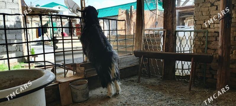 teke - Aşgabat - img 1