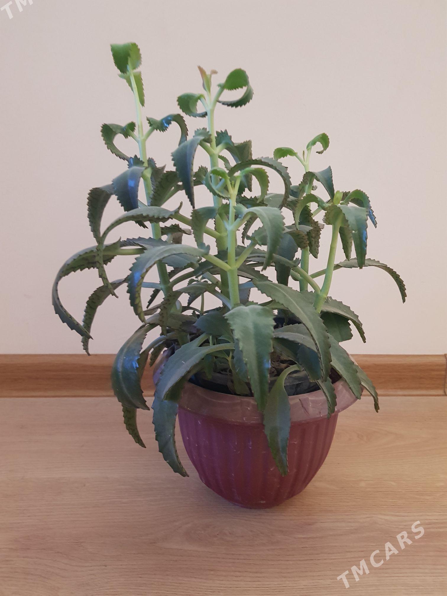 kalanhoe leçebny gul - Анев - img 1