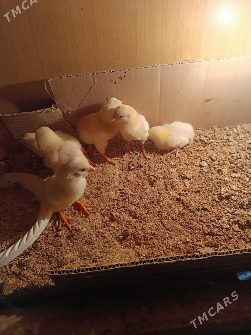 bayes juyje - Mary - img 1