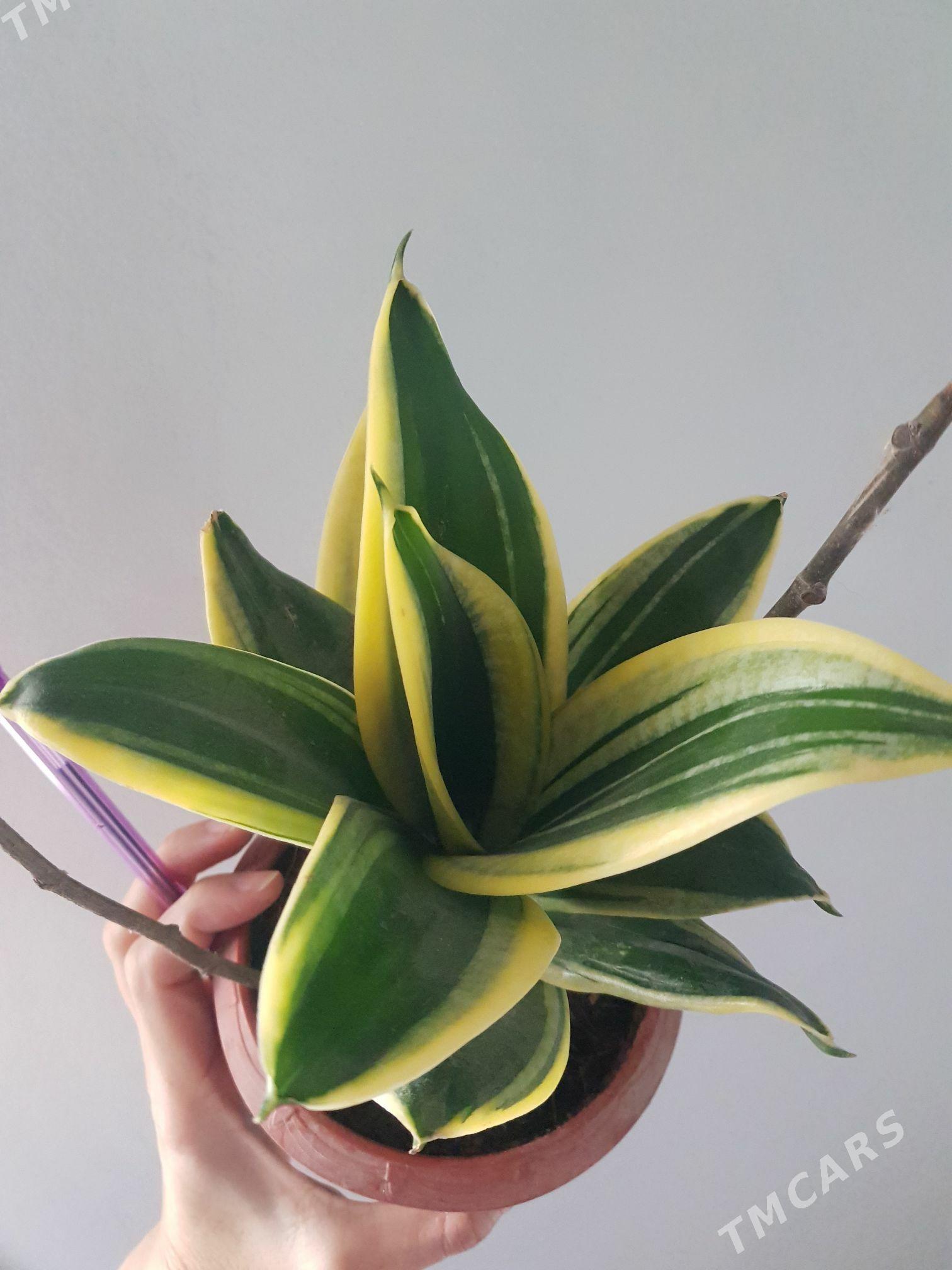 санциверия голд голл - Анев - img 1