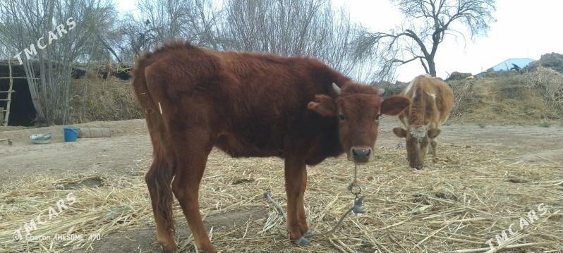 Yaş gacar - Гороглы (Тагта) - img 1