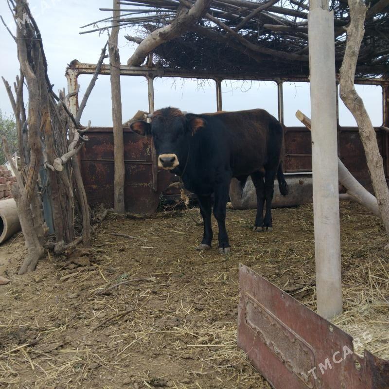 tohum öküz - Babadaýhan - img 1