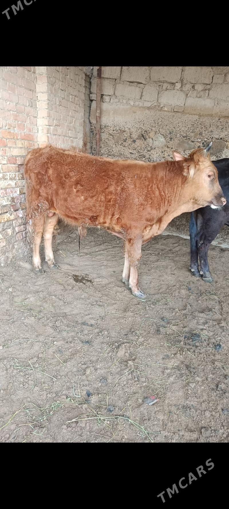 ökiz - Ак-Бугдайский этрап - img 1