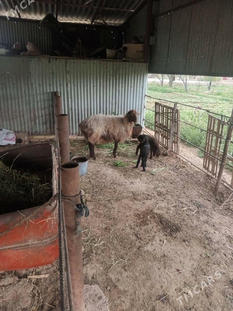 guzuly goyun guzuly goyun - Mary - img 1