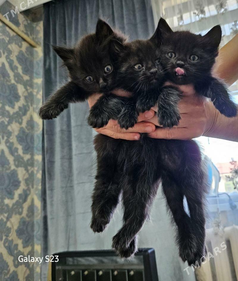 pişik - Aşgabat - img 1