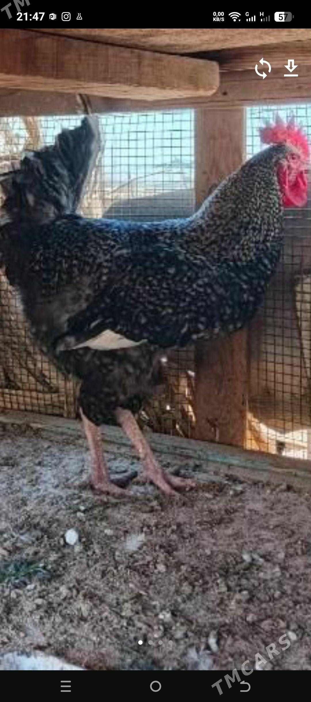 gıgant horaz - Туркменабат - img 1