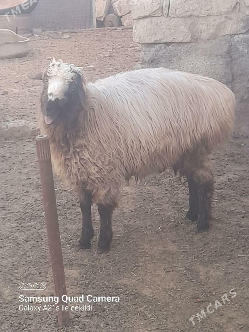 tokly - Гумдаг - img 1