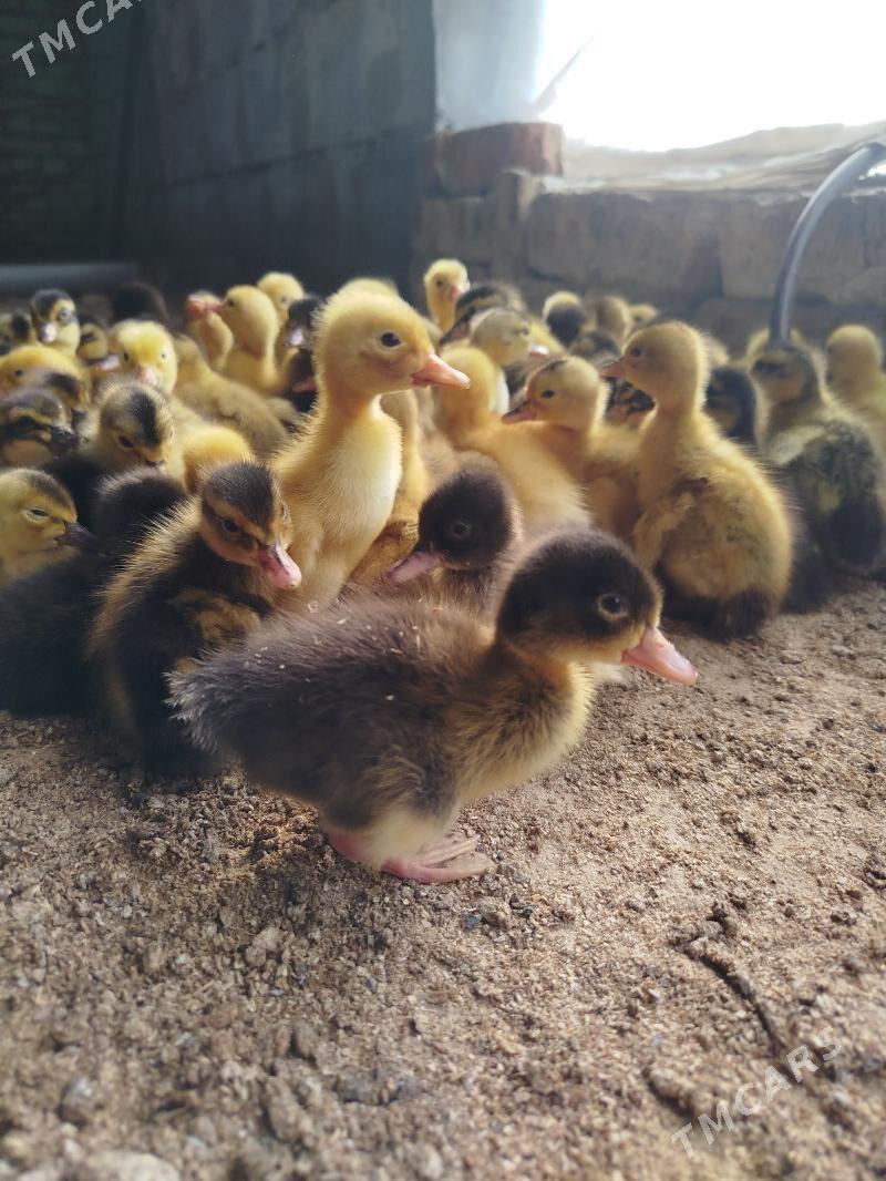 indautga we gak gak ördek - Gökdepe - img 1