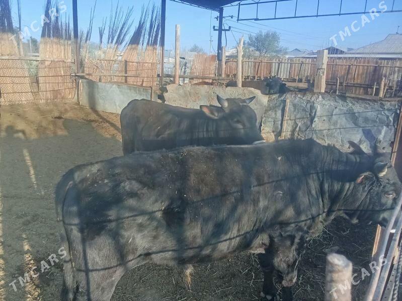 okuzlerokuzler - Мургап - img 1