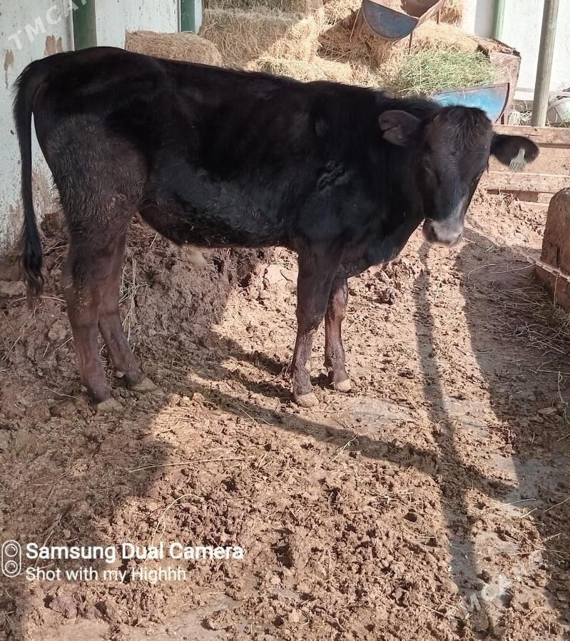 okuz sygyr - Gökdepe - img 1