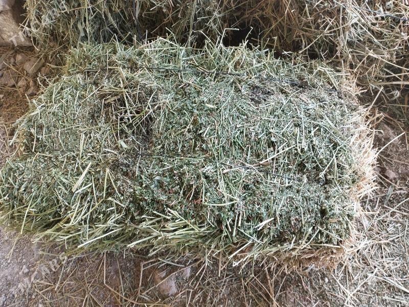 saman - Balkanabat - img 1