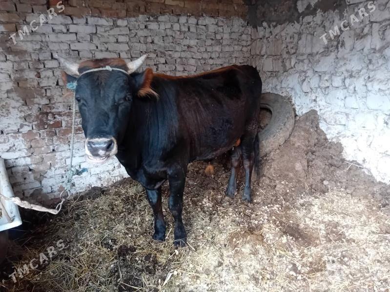 ökuz - Türkmenabat - img 1