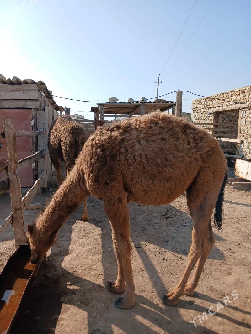 Ogşuk - Берекет - img 1