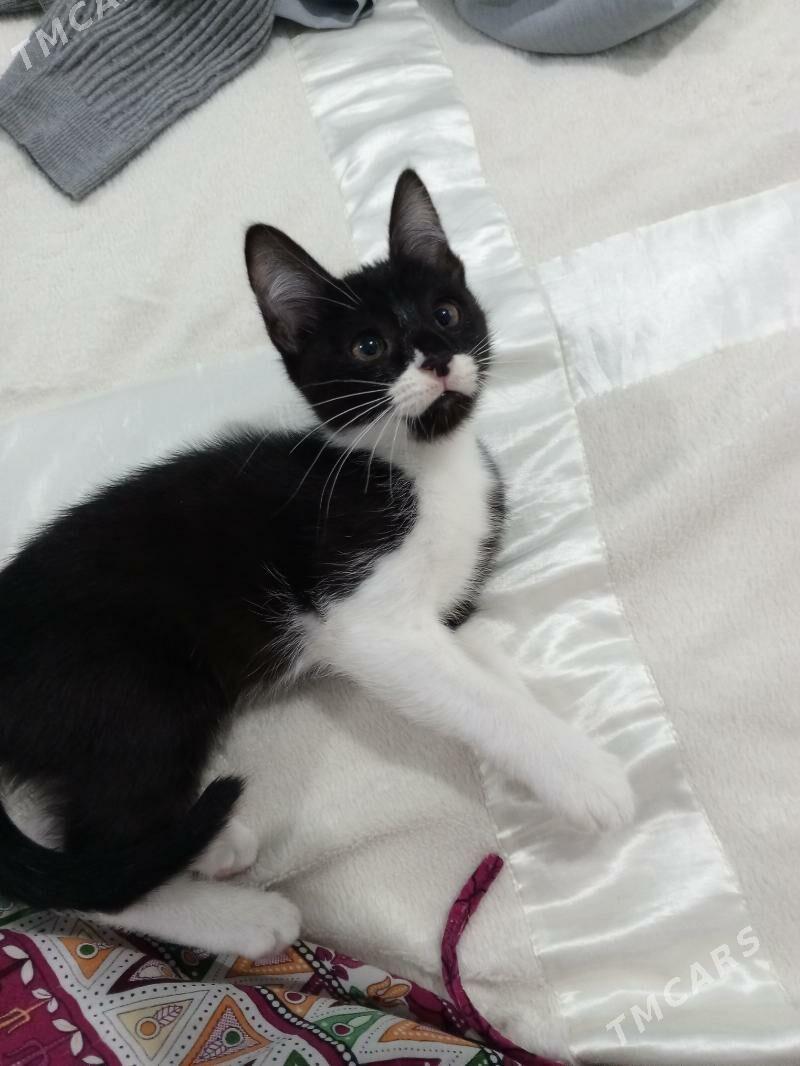 котенок - Туркменбаши - img 1
