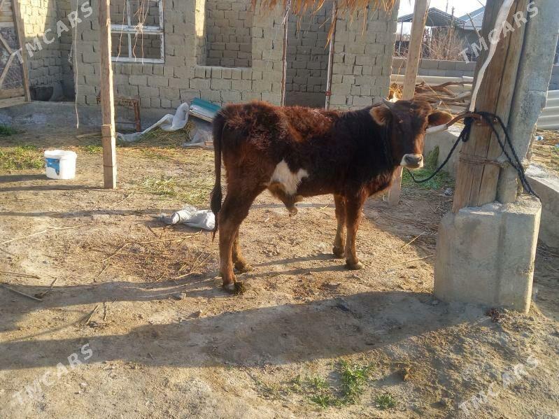 ökuz - Bäherden - img 1