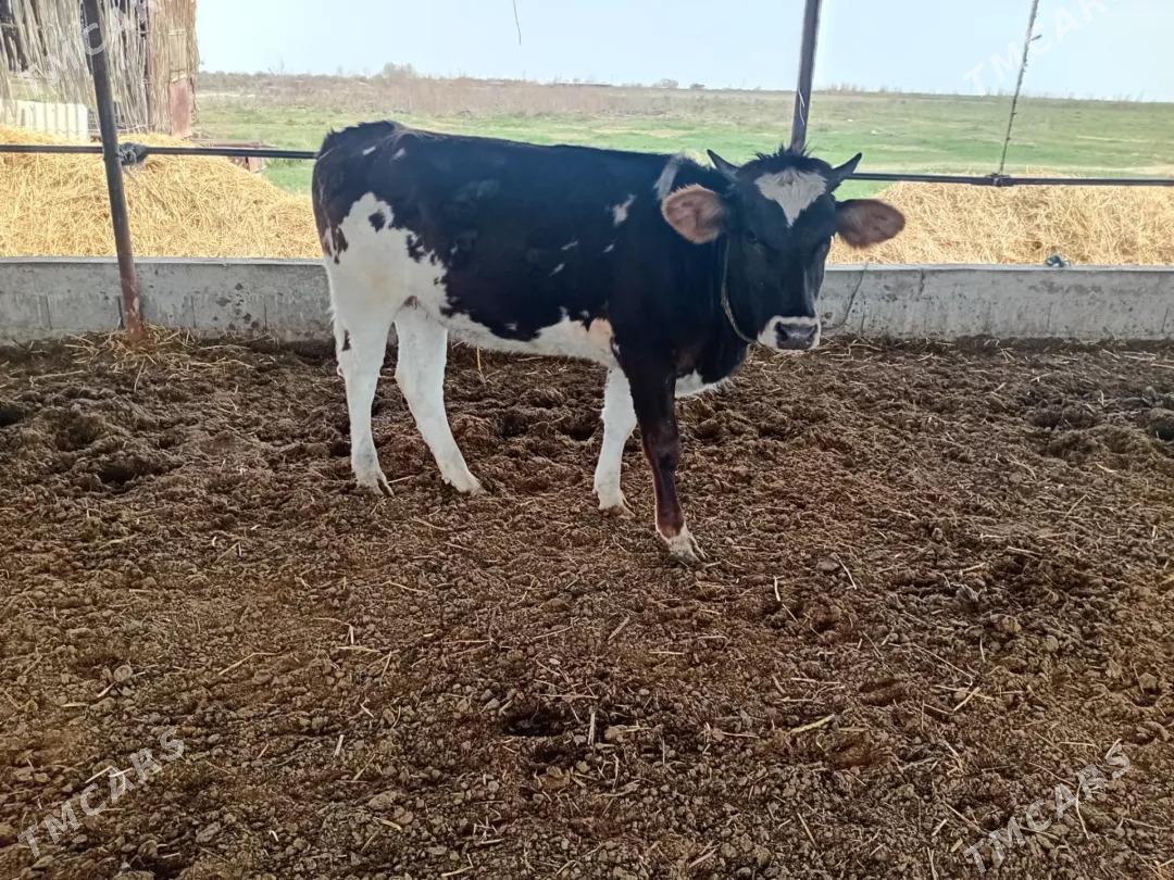 gole sygyr - Гёкдепе - img 1