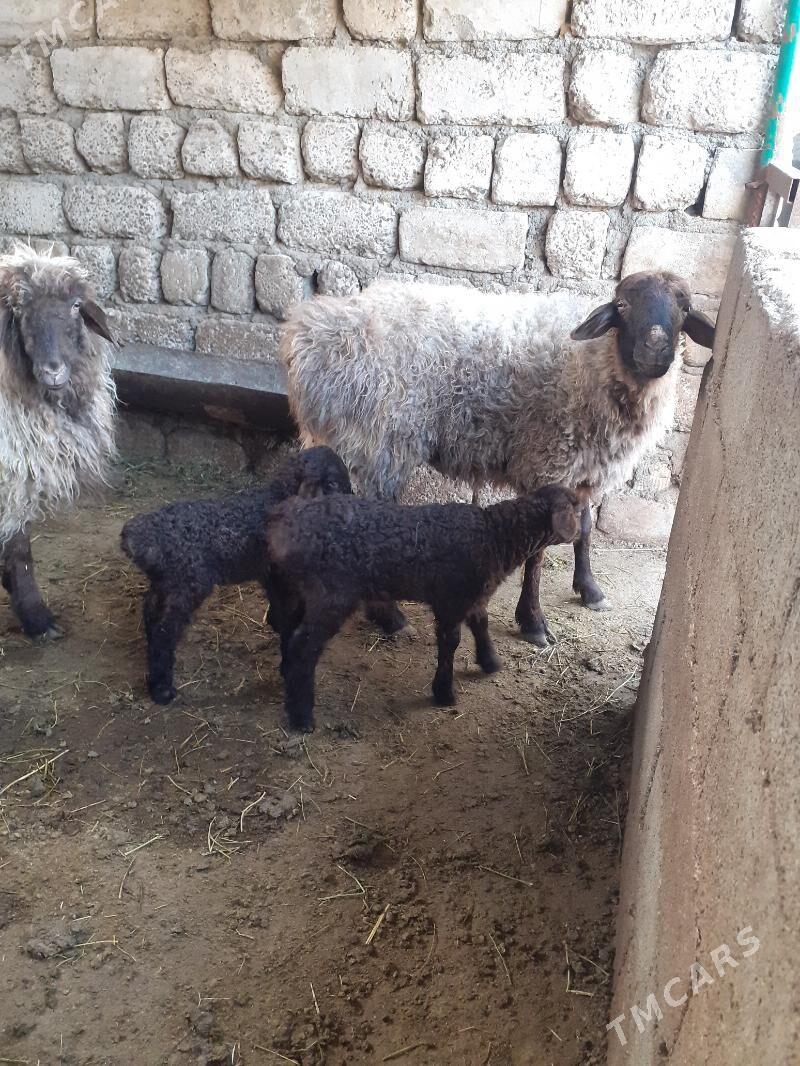 Ekiz guzli goyun - Garadamak Şor - img 1