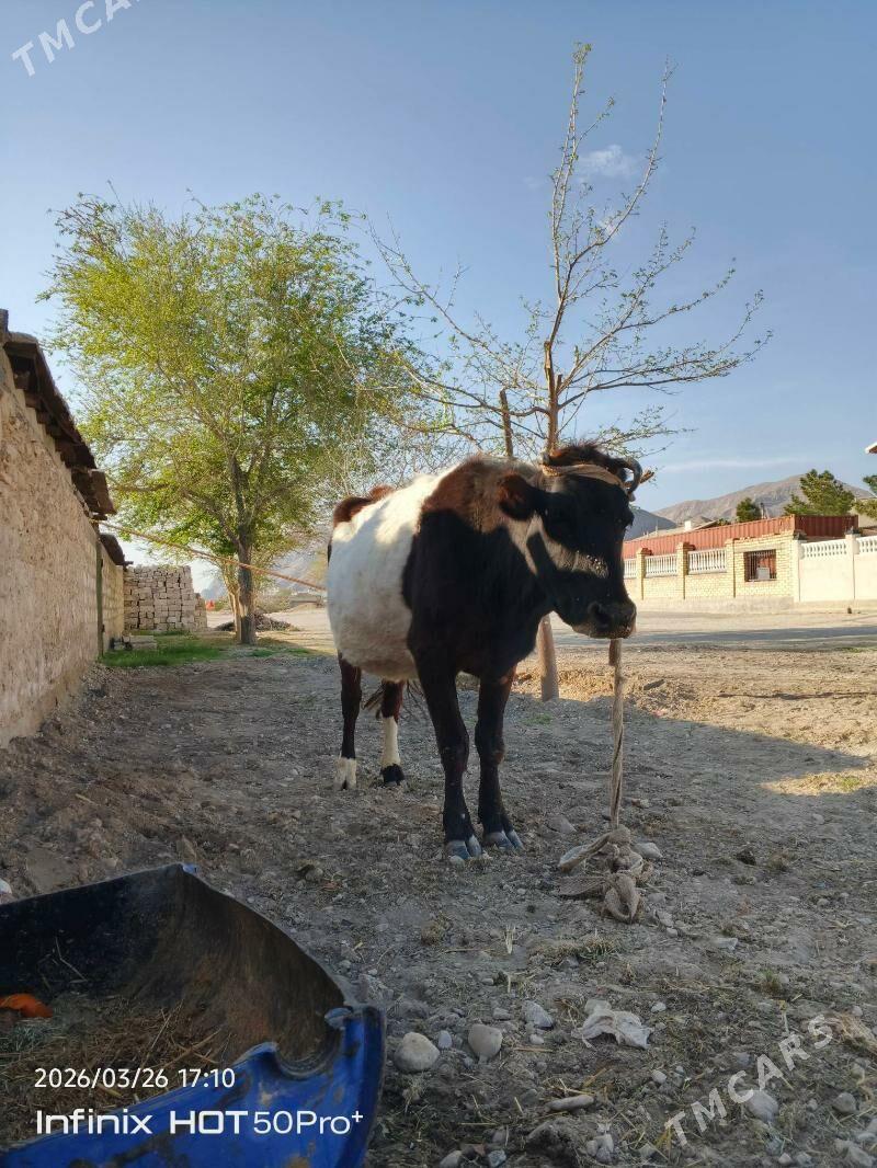 sygyr - Balkanabat - img 1