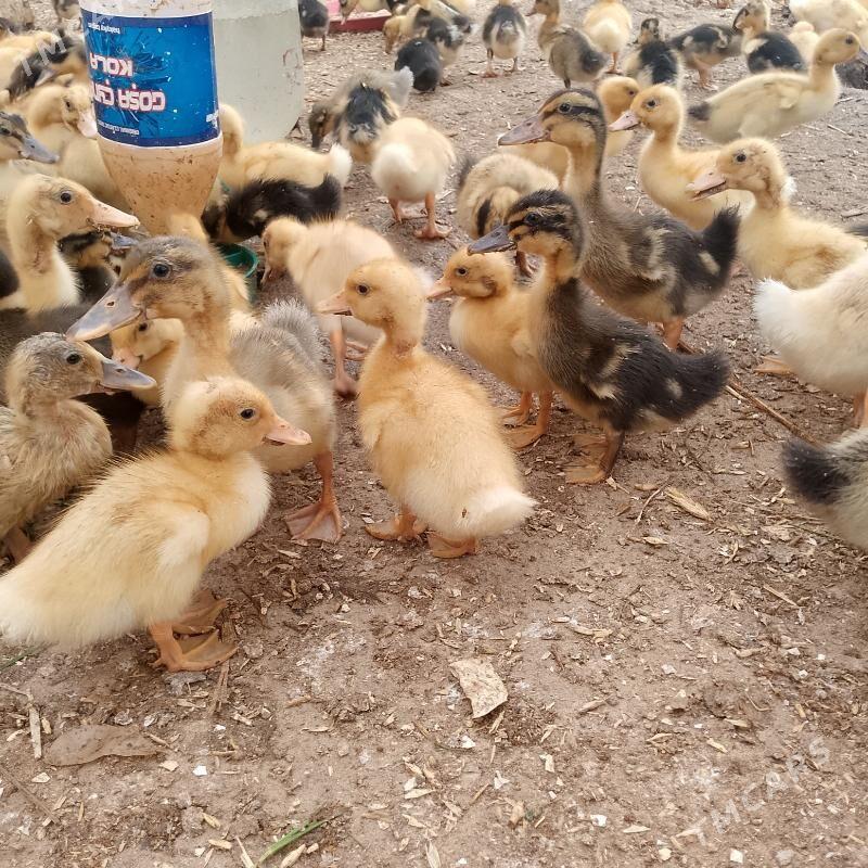 ordek juyje - Огуз хан - img 1