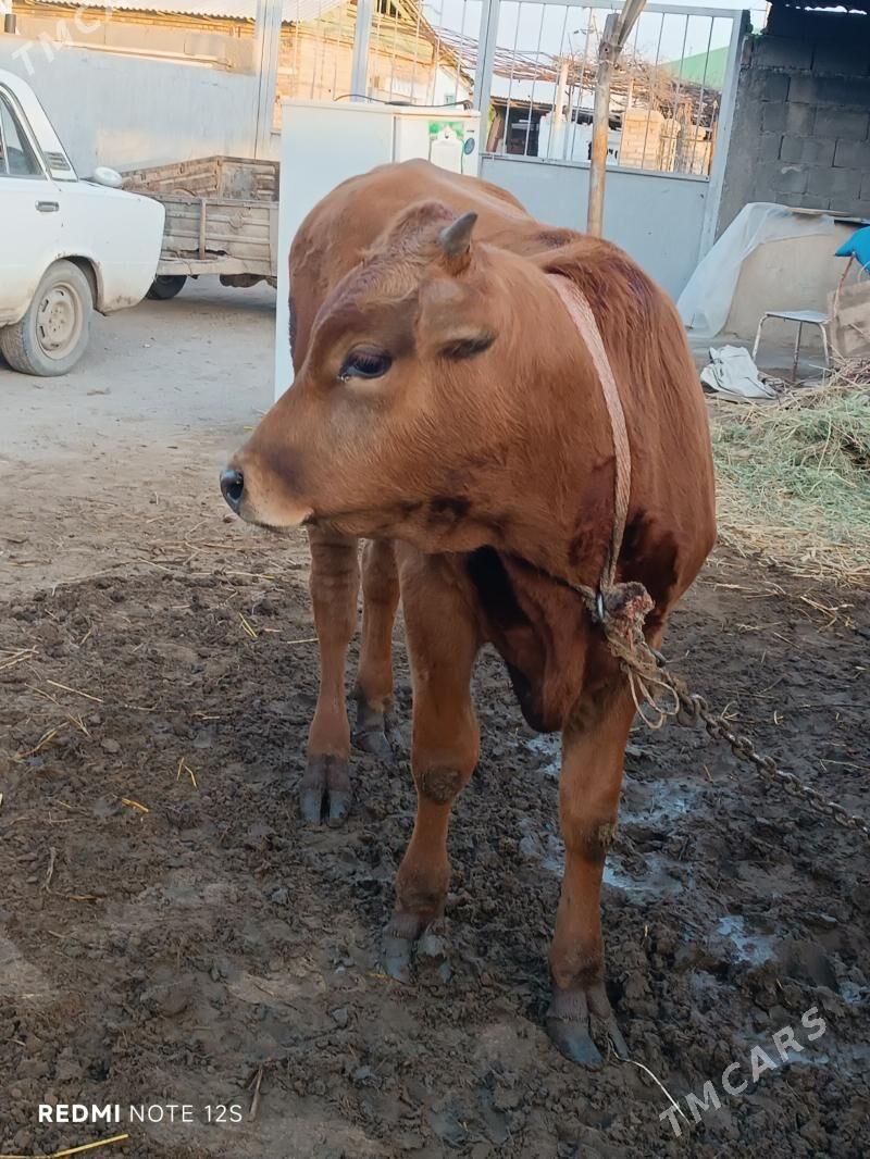 okuz - Ашхабад - img 1