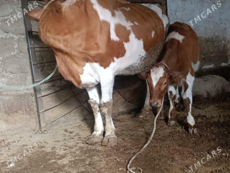 Сементал - Туркменабат - img 1