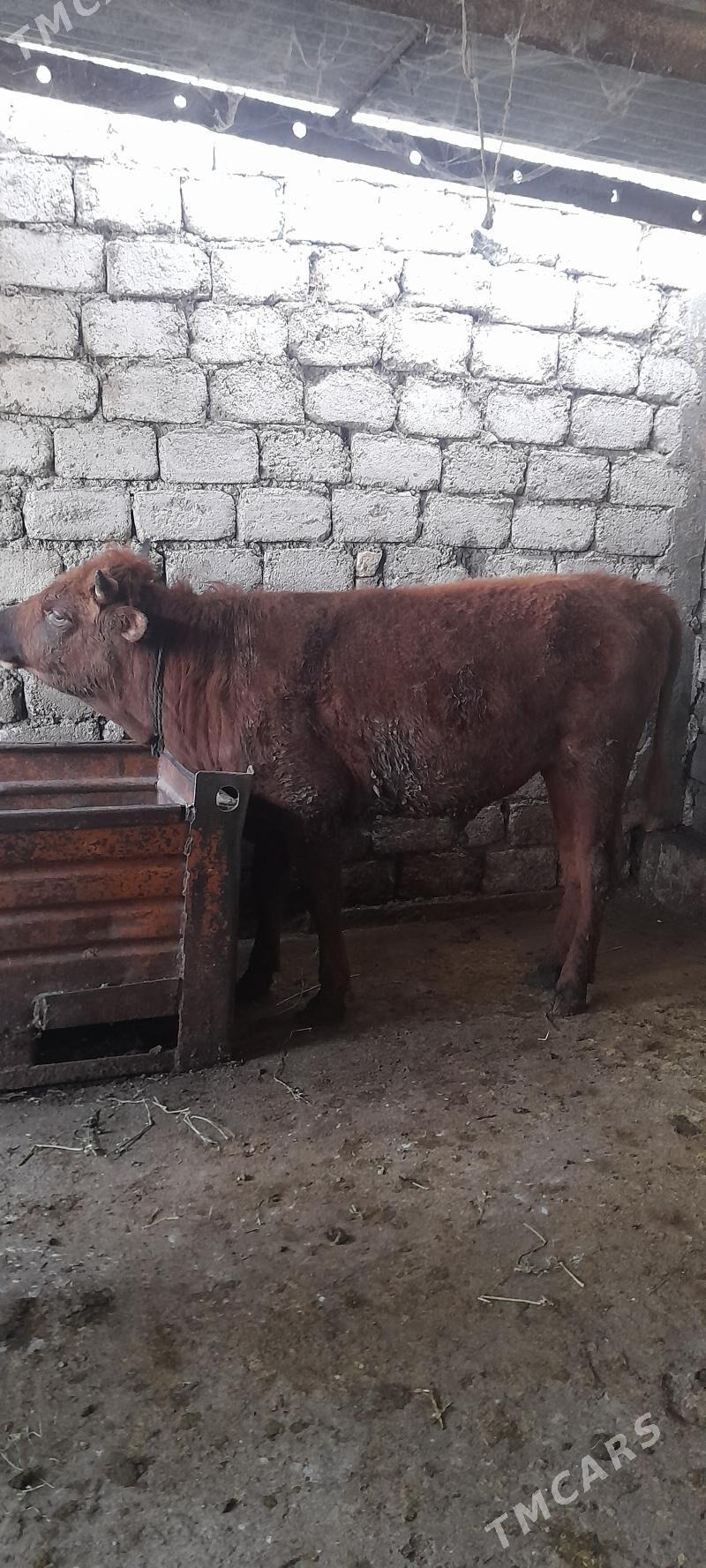 okuz - Гарадамак - img 1