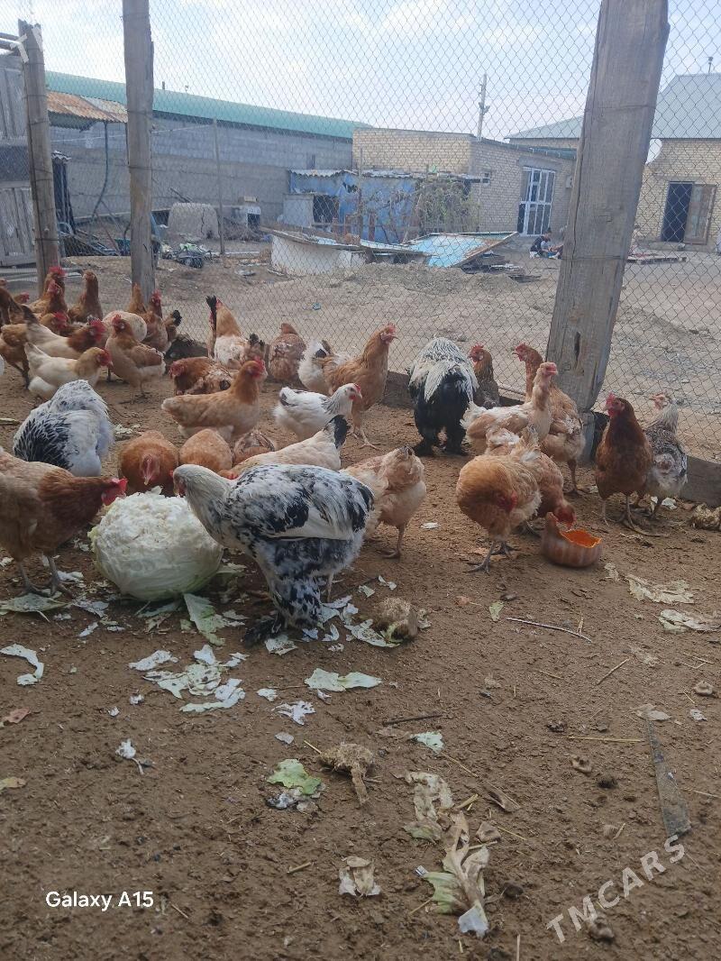 towuk guzlap yoren - Ak bugdaý etraby - img 1