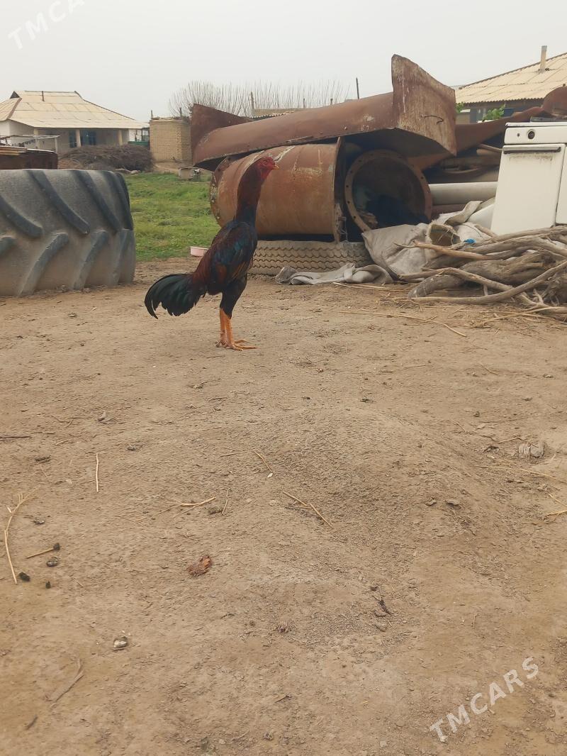 baysok - Türkmengala - img 1