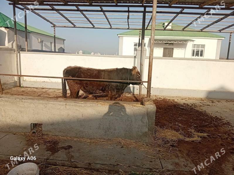 Öküz - Gökdepe - img 1