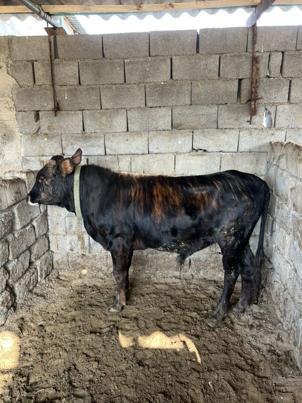 öküz - Änew - img 1