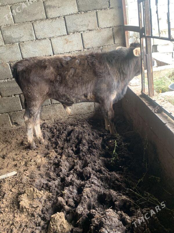 okuz - Бузмеин - img 1