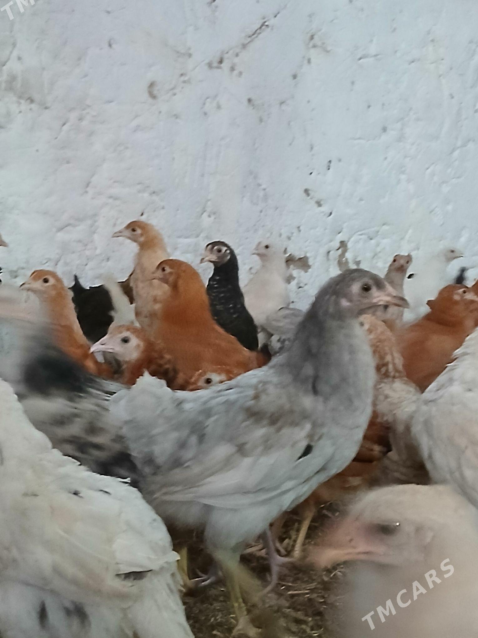 towuk juyje - Mary - img 1