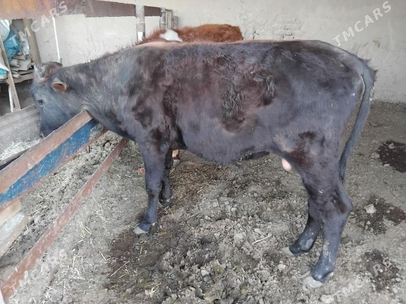 Öküz - Сакарчага - img 1