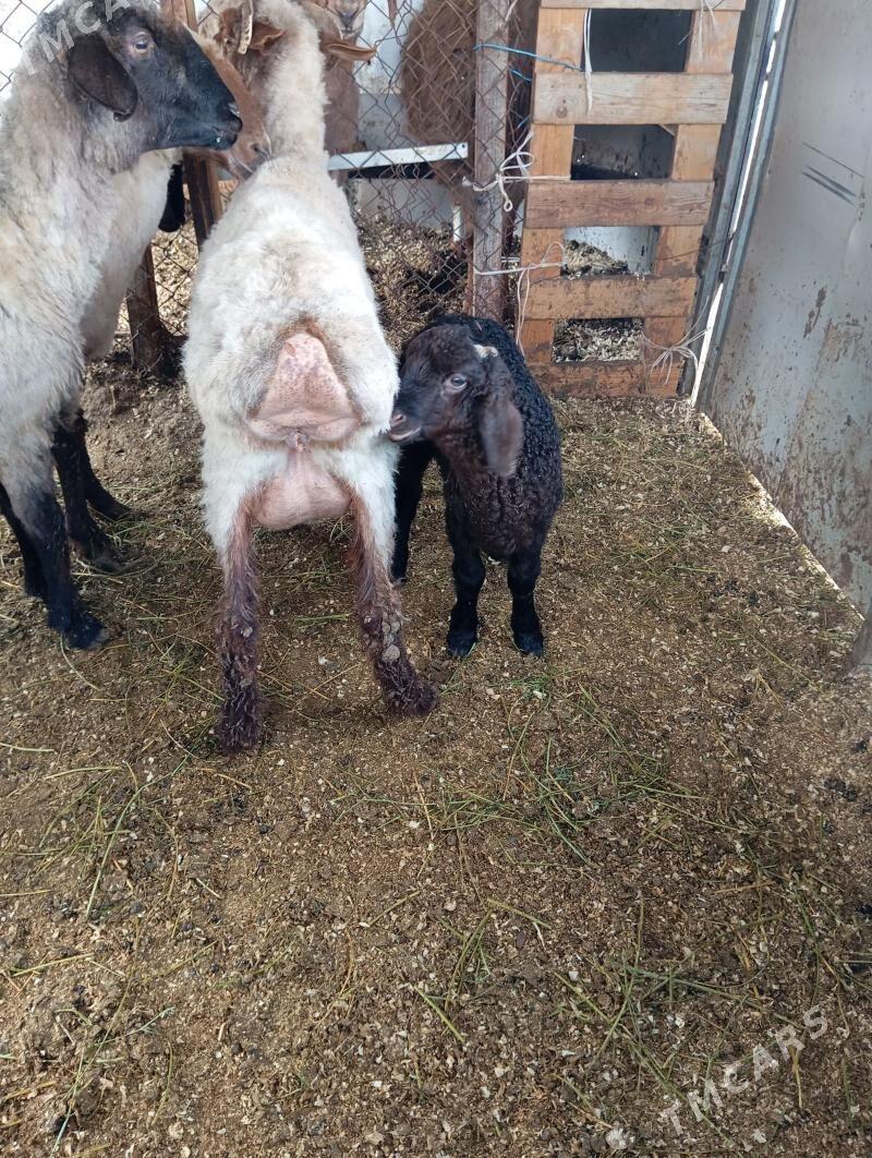 guzuly goyun - Ашхабад - img 1