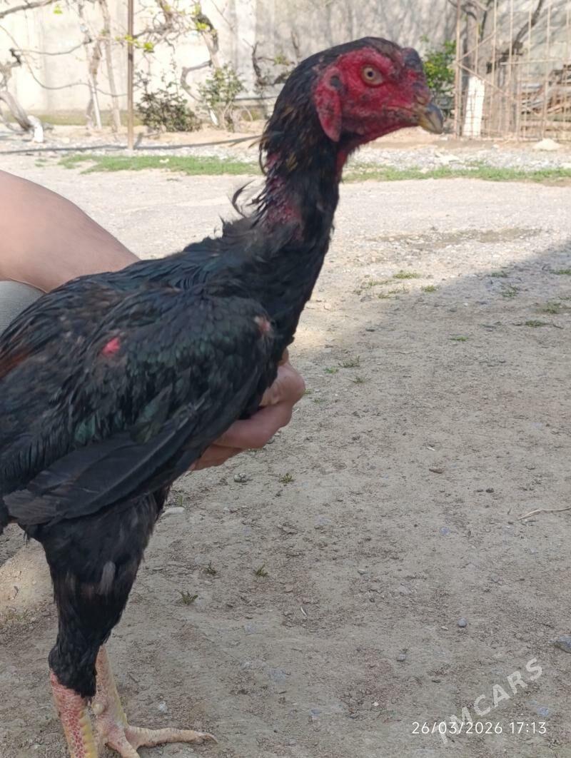 horaz - Büzmeýin - img 1